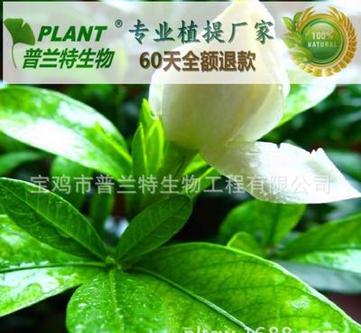 探究2α-羟基熊果酸的多浓度规格及其在技术开发中的应用前景